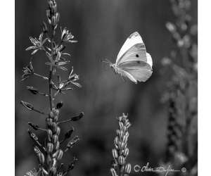 photo Olivierduchene-photographe St Hilliers 17642