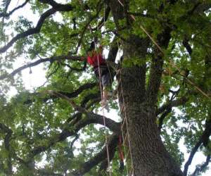 photo Grimpe encadre dans les arbres Moutier Rozeille 2718