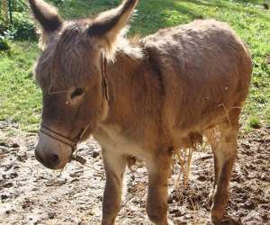 photo Ferme auberge Vigeois 2735