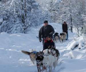 Adh Chiens De Traineau