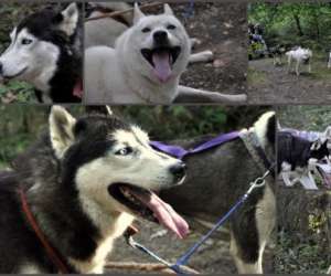 photo Adh chiens de traineau Ussac 3134