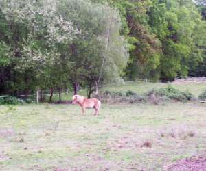photo La villatte equitation 23 Roches 3820