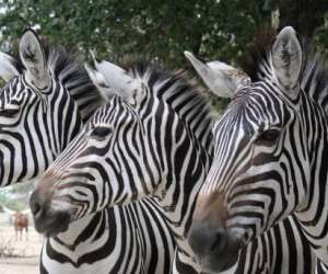 photo African safari Plaisance Du Touch 7256
