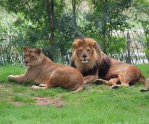 photo African safari Plaisance Du Touch 7965
