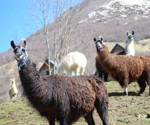 photo Les lamas du val d'azun Estaing 2387