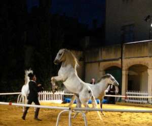 Spectacle equestre 