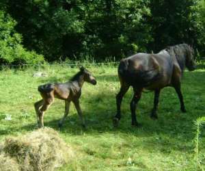 photo Centre equestre Aulus Les Bains 6641