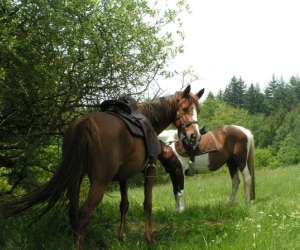 photo Ferme equestre de castagne Pont De Larn 6357