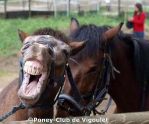 Poney Club De Vigoulet