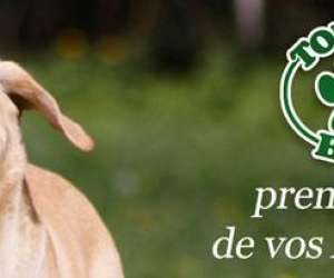 photo Toutou bio Toulouse 7432