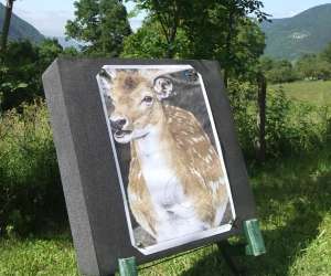 photo Tir a l'arc nature a st. lary soulan St Lary Soulan 8652