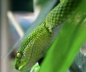photo Reptiland Martel 10100