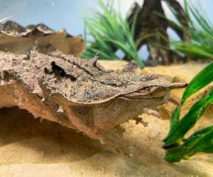 photo Reptiland Martel 10101