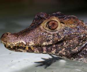 photo Reptiland Martel 10102