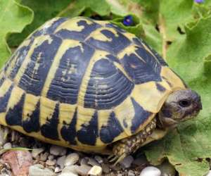 Association Du Refuge Des Tortues