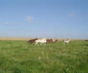 photo Centre de tourisme equestre de la bve Bouconville Vauclair 3164