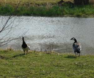 photo Gite peche en baie de somme Epagne Epagnette 3439