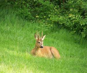 Diane Evasion, Chasse Et Pche