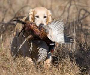 photo Diane evasion, chasse et pche Senlis 3495
