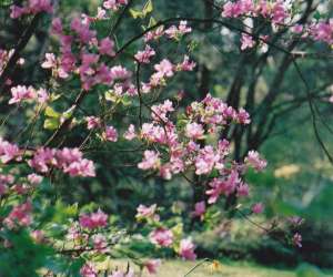 photo Pepiniere entre campagne et jardins Ponchon 4147