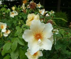photo Pepiniere entre campagne et jardins Ponchon 4148