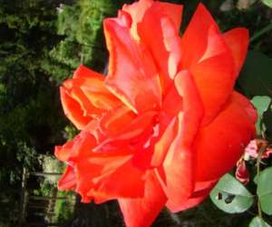 photo Le jardin de saint jean St Jean Aux Bois 4381