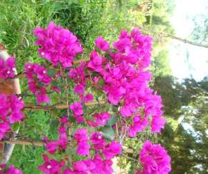 photo Le jardin de saint jean St Jean Aux Bois 4382