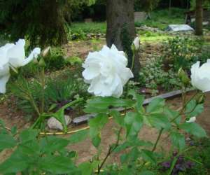 photo Le jardin de saint jean St Jean Aux Bois 4385