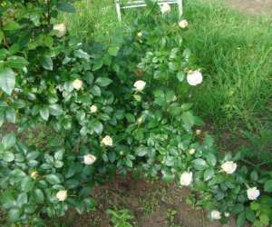 photo Le jardin de saint jean St Jean Aux Bois 4389