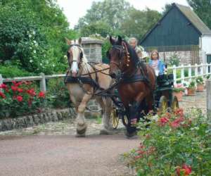 Picardie Attelage  -  Promenade En Calche