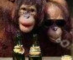 Monkey Bar : Le Bar De La Plage