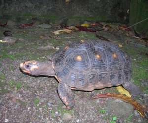 photo Chalets sous-le-vent - location bungalows guadeloupe Bouillante 2539