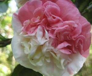 photo Office de tourisme du nord de la reunion St Denis 4329