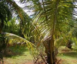 photo Studios edison Kourou 2949