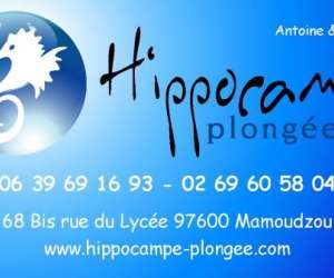 Hippocampe Plonge