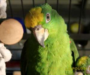 photo La poussiniere St Joseph 4421