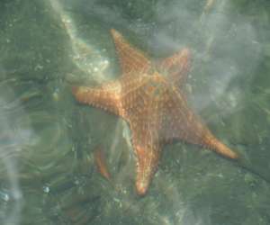 photo Les ballades du delphis Ste Luce 3805