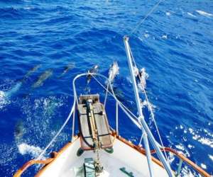 photo Nemo cruises Papeete 3712