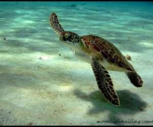 photo Cata kawai croisieres grenadines Les Trois Ilets 3835