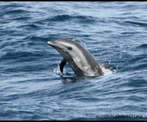photo Cata kawai croisieres grenadines Les Trois Ilets 3840