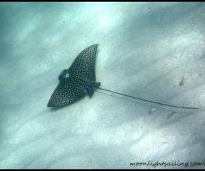 photo Cata kawai croisieres grenadines Les Trois Ilets 3842