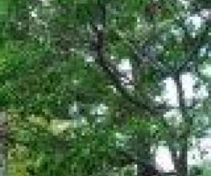 photo  l'oasis du couchant - p�pini�re traditionelle la r�union 974: St Leu 5358