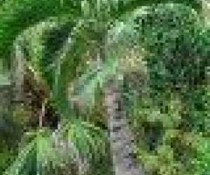 photo  l'oasis du couchant - p�pini�re traditionelle la r�union 974: St Leu 5360