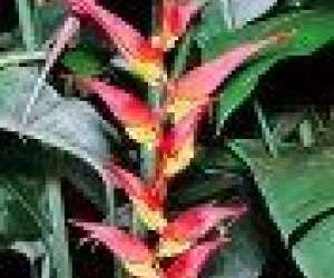 photo  l'oasis du couchant - p�pini�re traditionelle la r�union 974: St Leu 5363