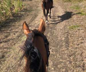 photo Equi  plus bagghi St Francois 6021
