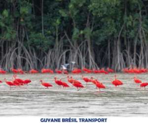 photo Guyane brsil transport St Georges 6055