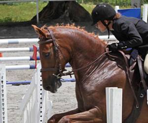 La Martingale (association Equestre)