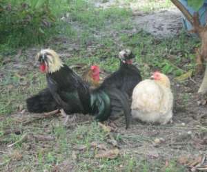 photo Ranch amazonia Macouria 2715