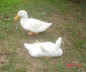 photo Ranch amazonia Macouria 2716
