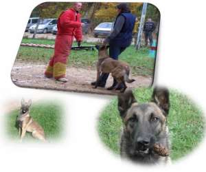photo Centre canin de la valle de la creuse Couches 2621